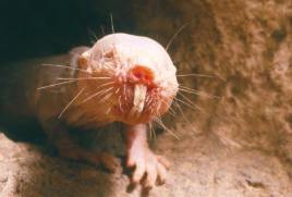 Tüysüz Köstebek Faresi